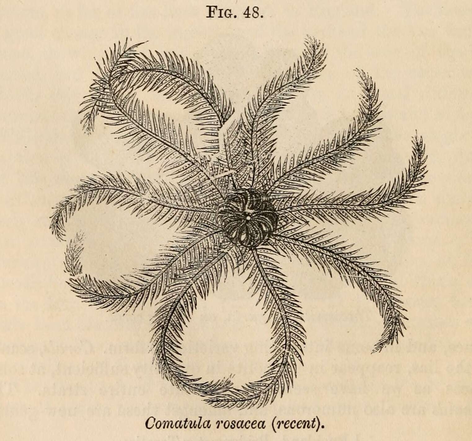 Image of crinoids and relatives