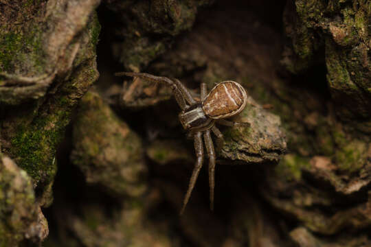 Image of Xysticus ulmi (Hahn 1831)