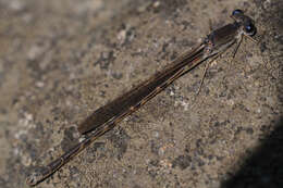 Image of Siberian Winter Damsel