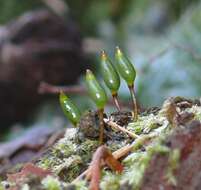 Image of Green shield moss