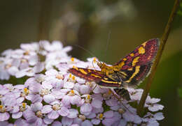 Image de Pyrausta ostrinalis Hübner 1796