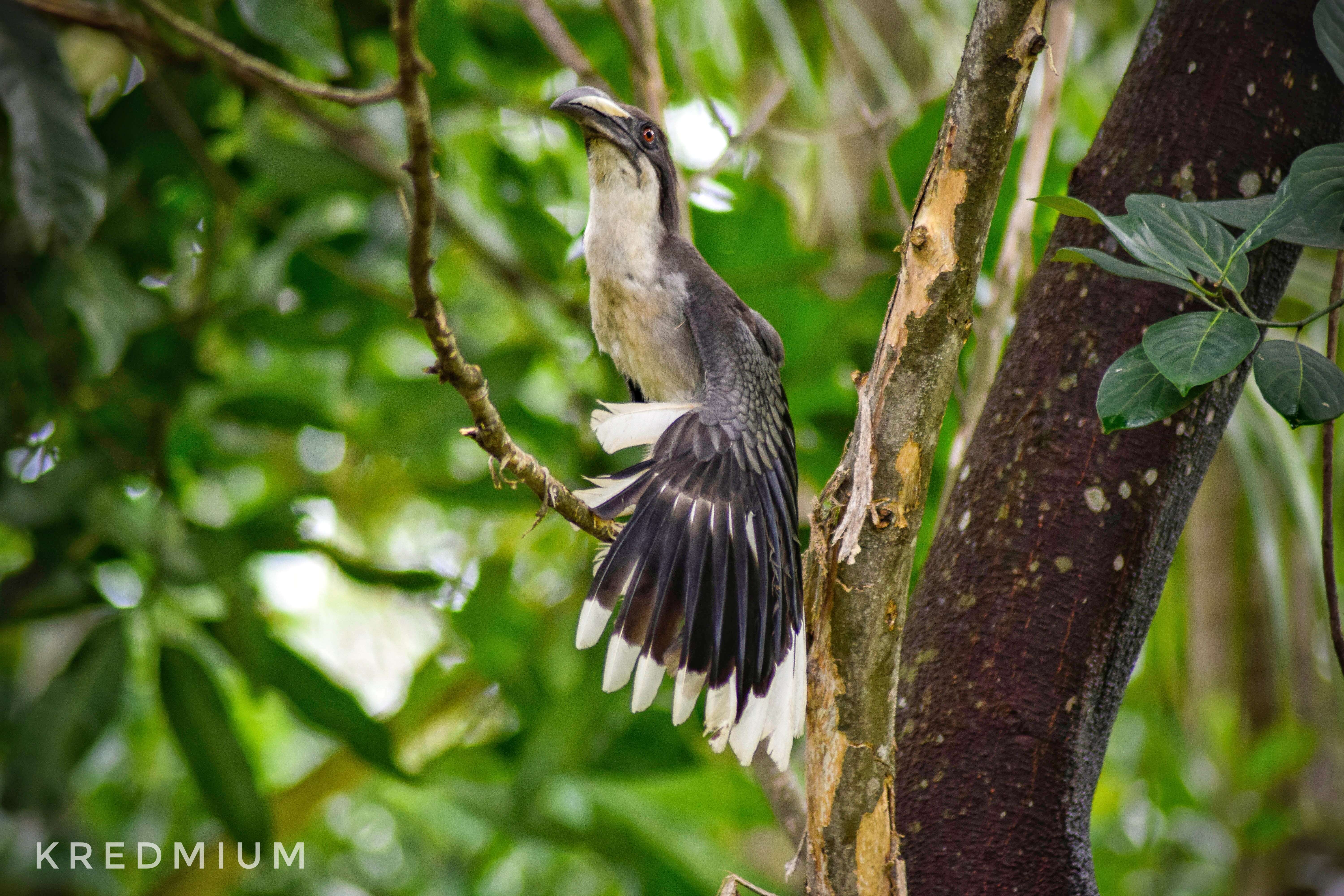 Image of Ceylon Grey-Hornbill