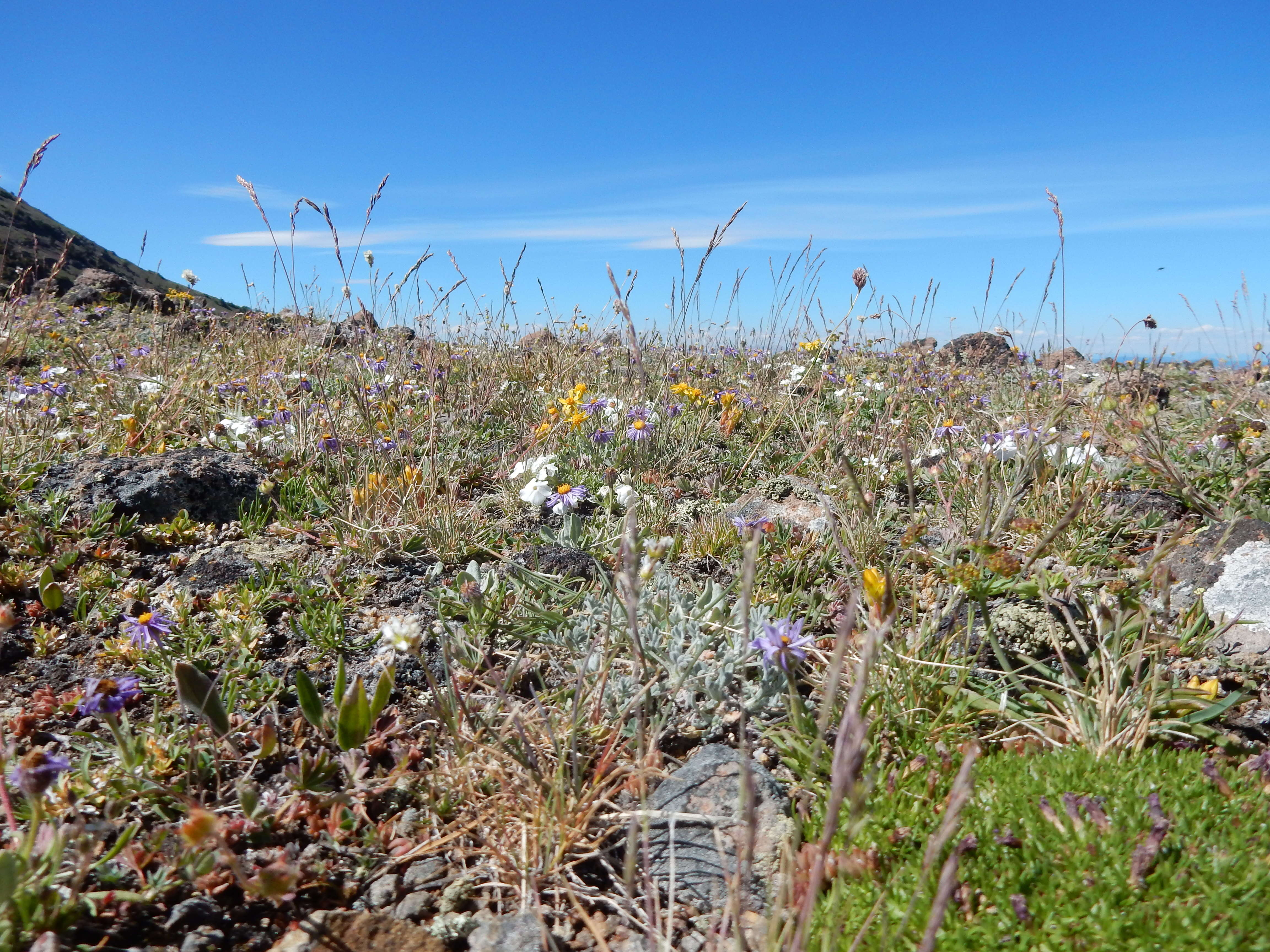 Image of buff fleabane