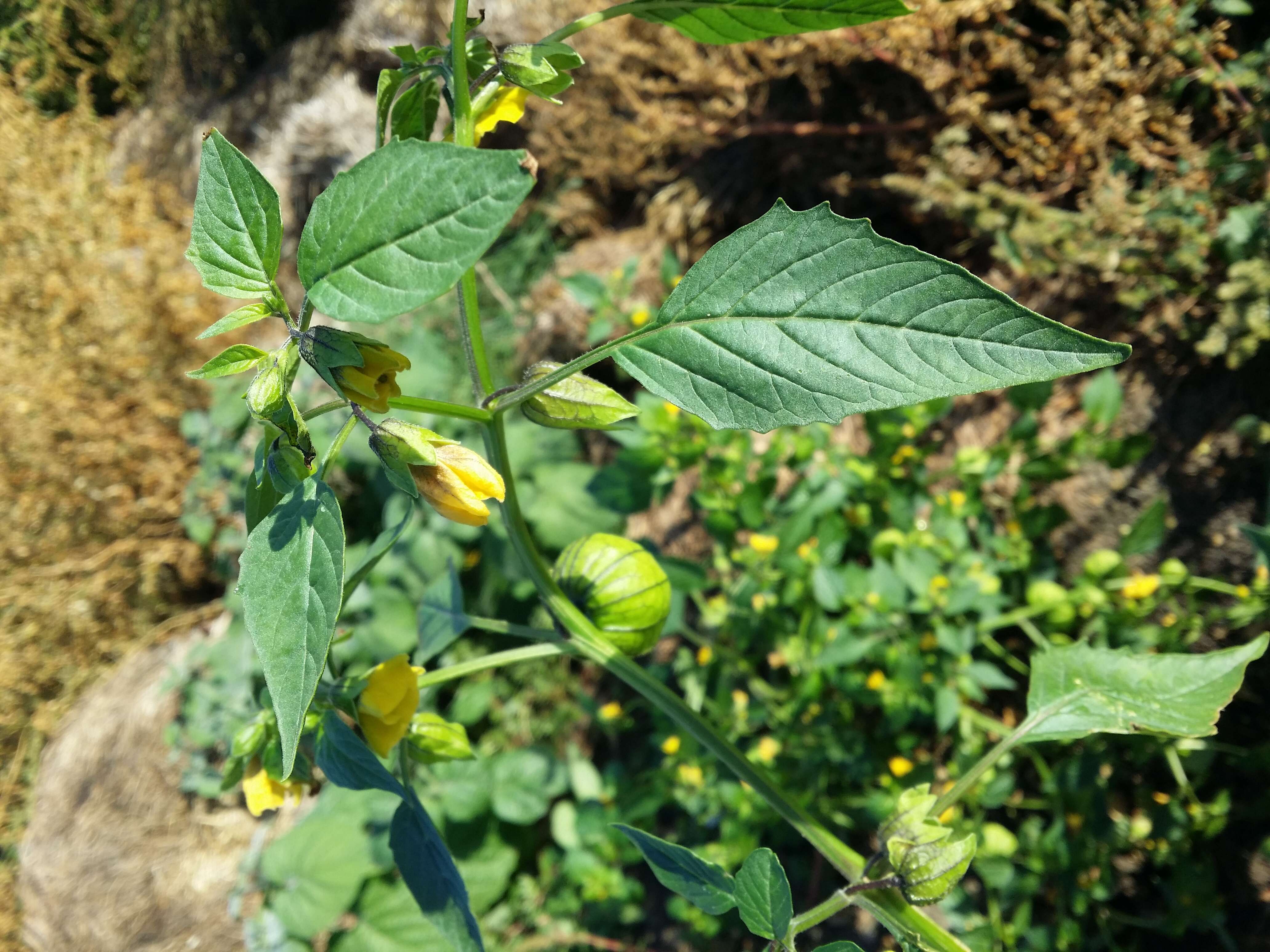 Physalis philadelphica Lam. resmi