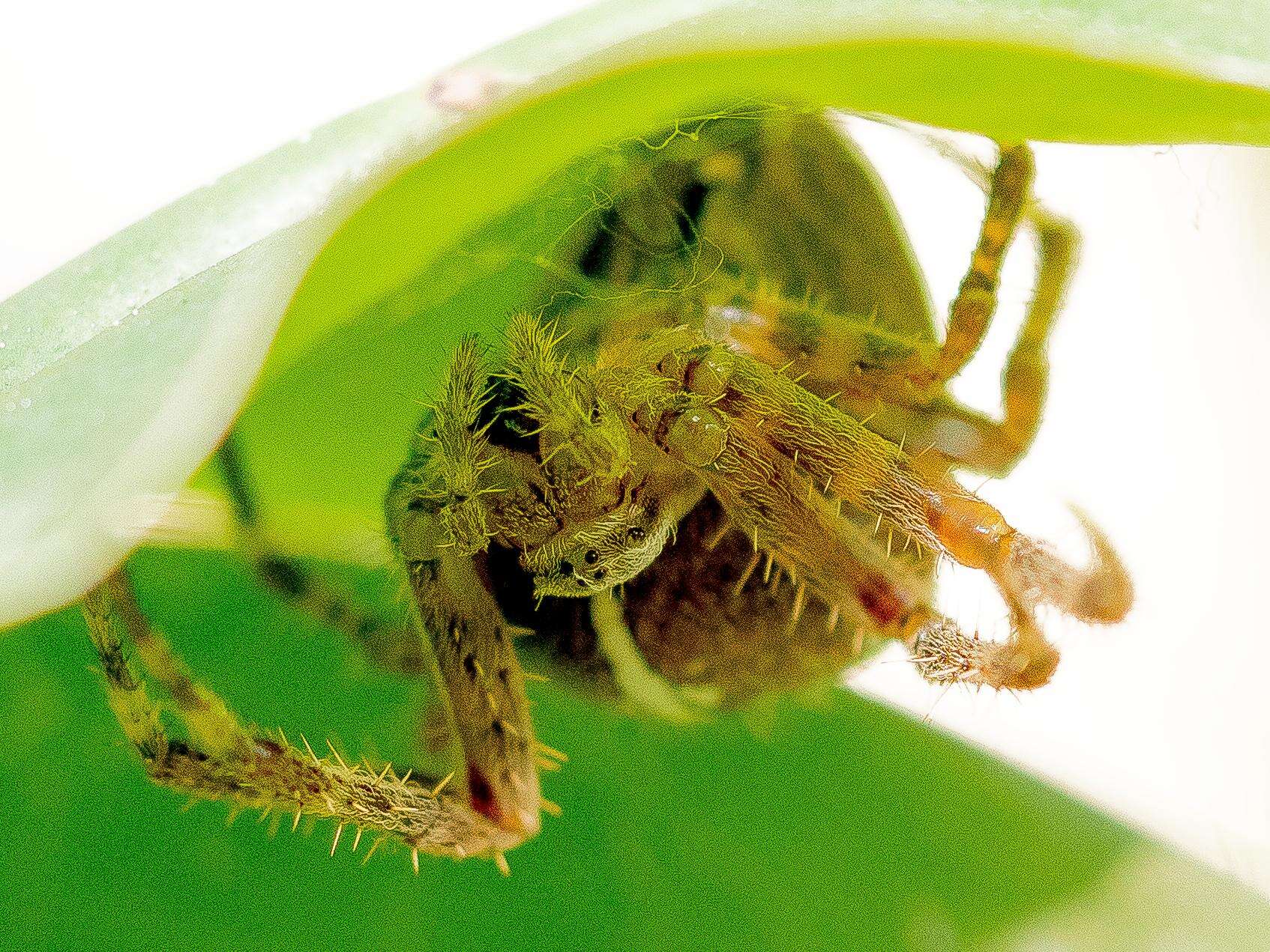 Image of Garden spider