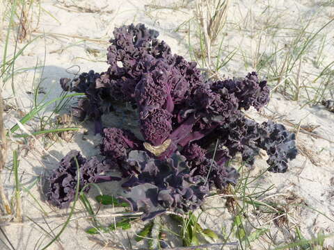 Image of sea kale