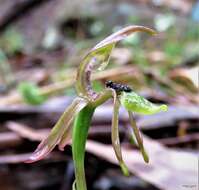 Image of Spade-lipped wasp orchid