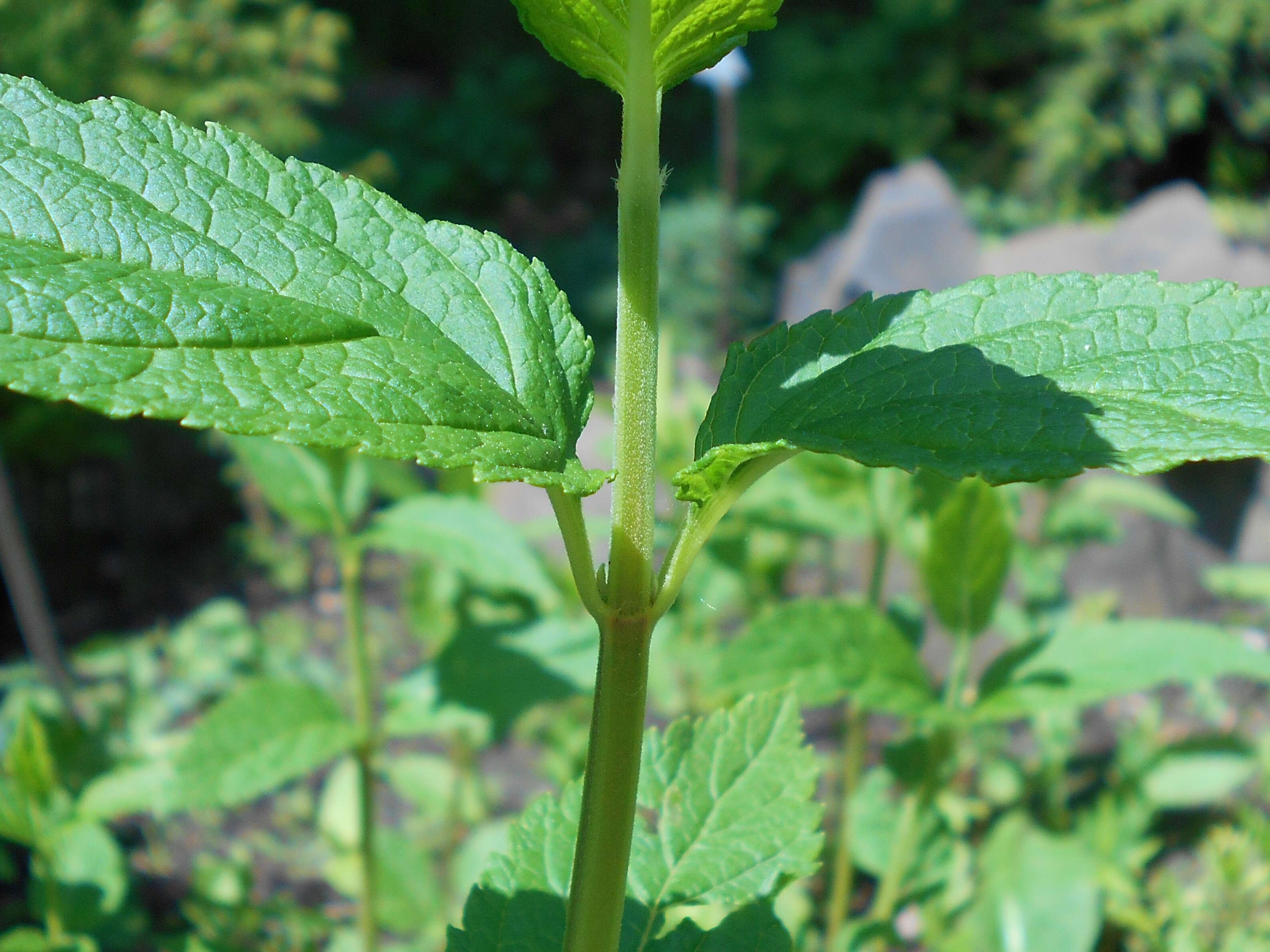 Image of Canada germander