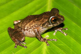 Image of Kaikatti bushfrog