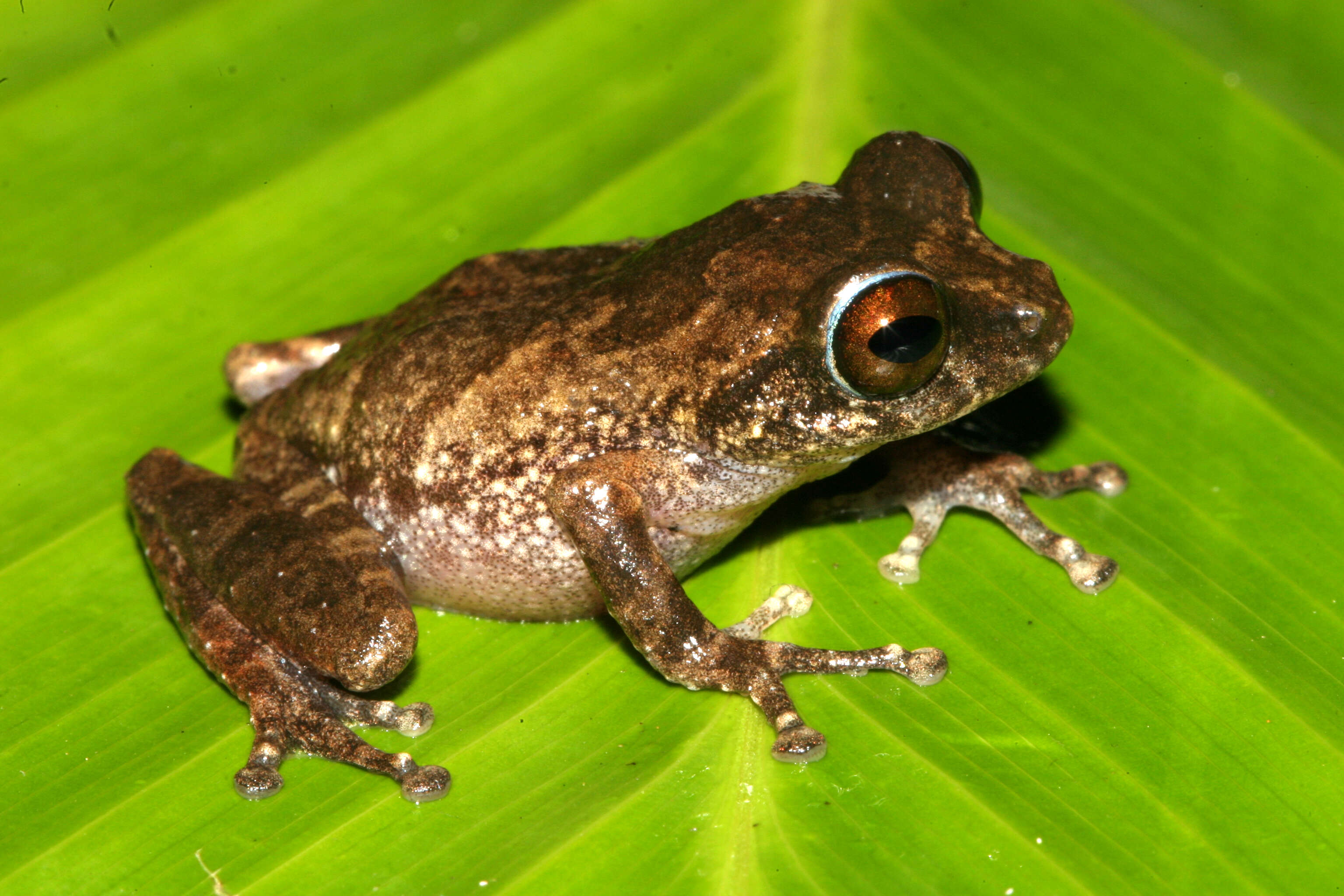 Image of Kaikatti bushfrog