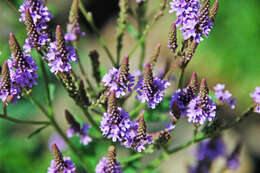 Image of swamp verbena