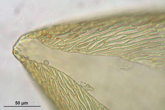 Image of entodon moss