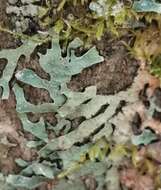 Image of Hammered shield lichen