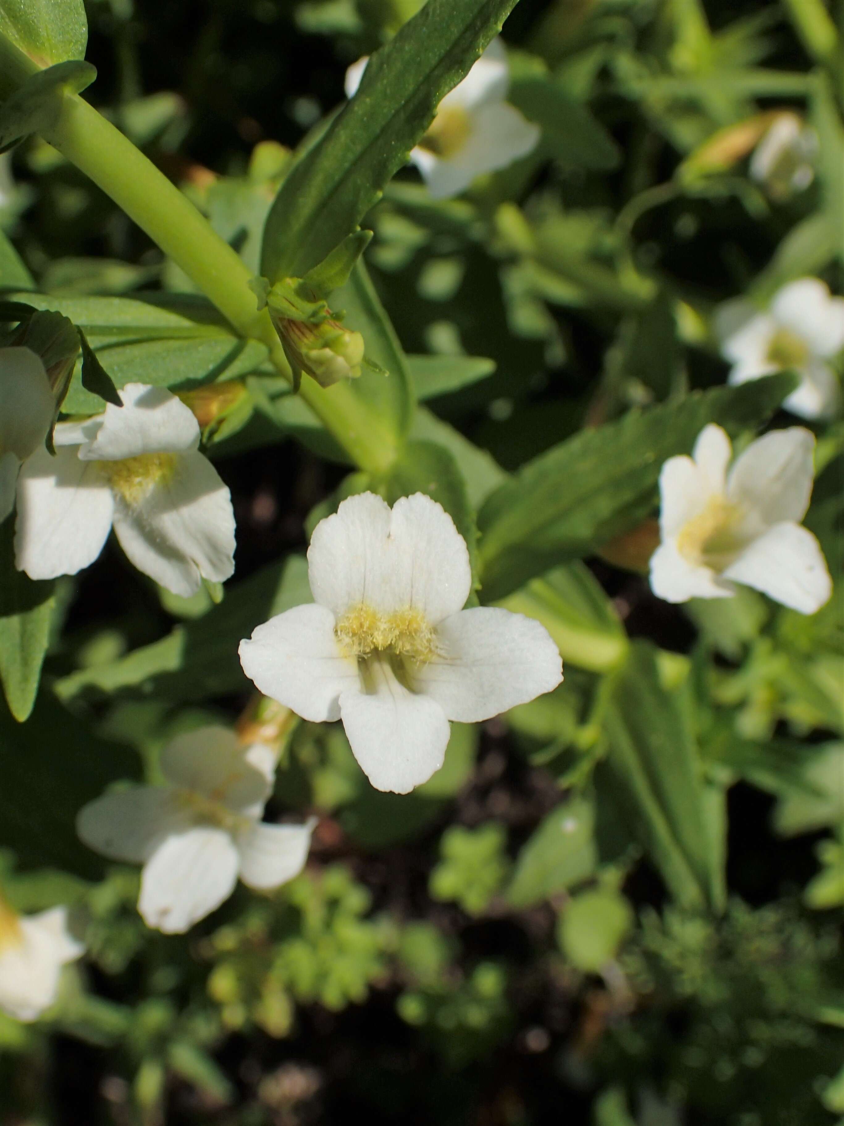 Image de Gratiole Officinale