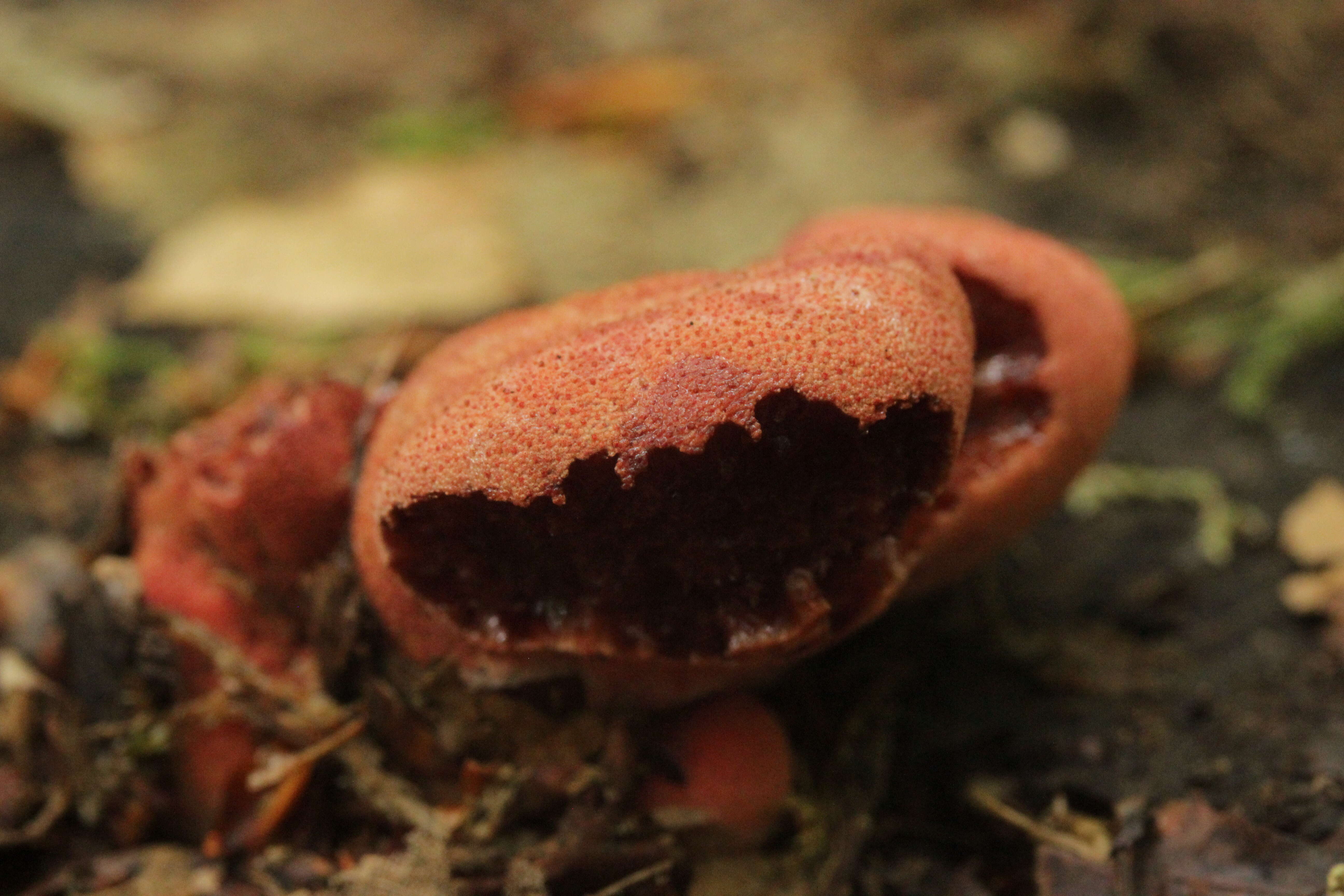 Image of Fistulinaceae