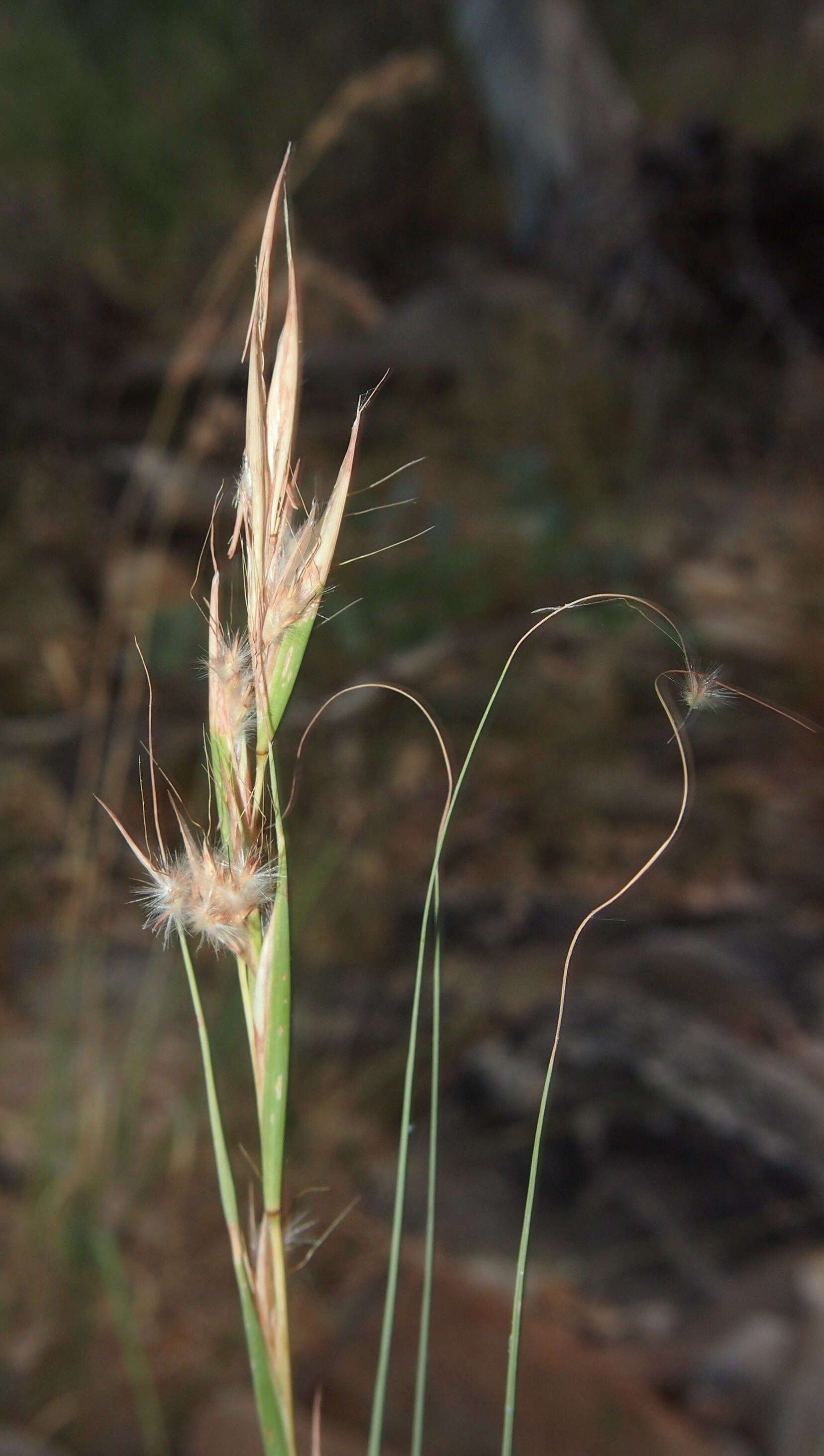 Слика од Cymbopogon ambiguus (Hack.) A. Camus