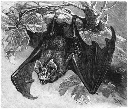 Image of Greater Horseshoe Bat