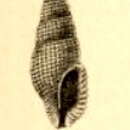 Image of Kermia foraminata (Reeve 1845)