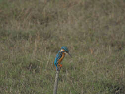 Image of Common Kingfisher