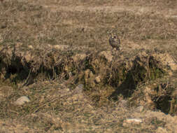 Image of American Pipit