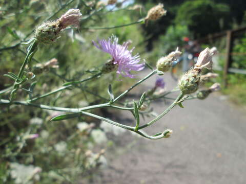 Image of spotted knapweed