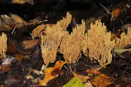 Слика од Phaeoclavulina flaccida (Fr.) Giachini 2011