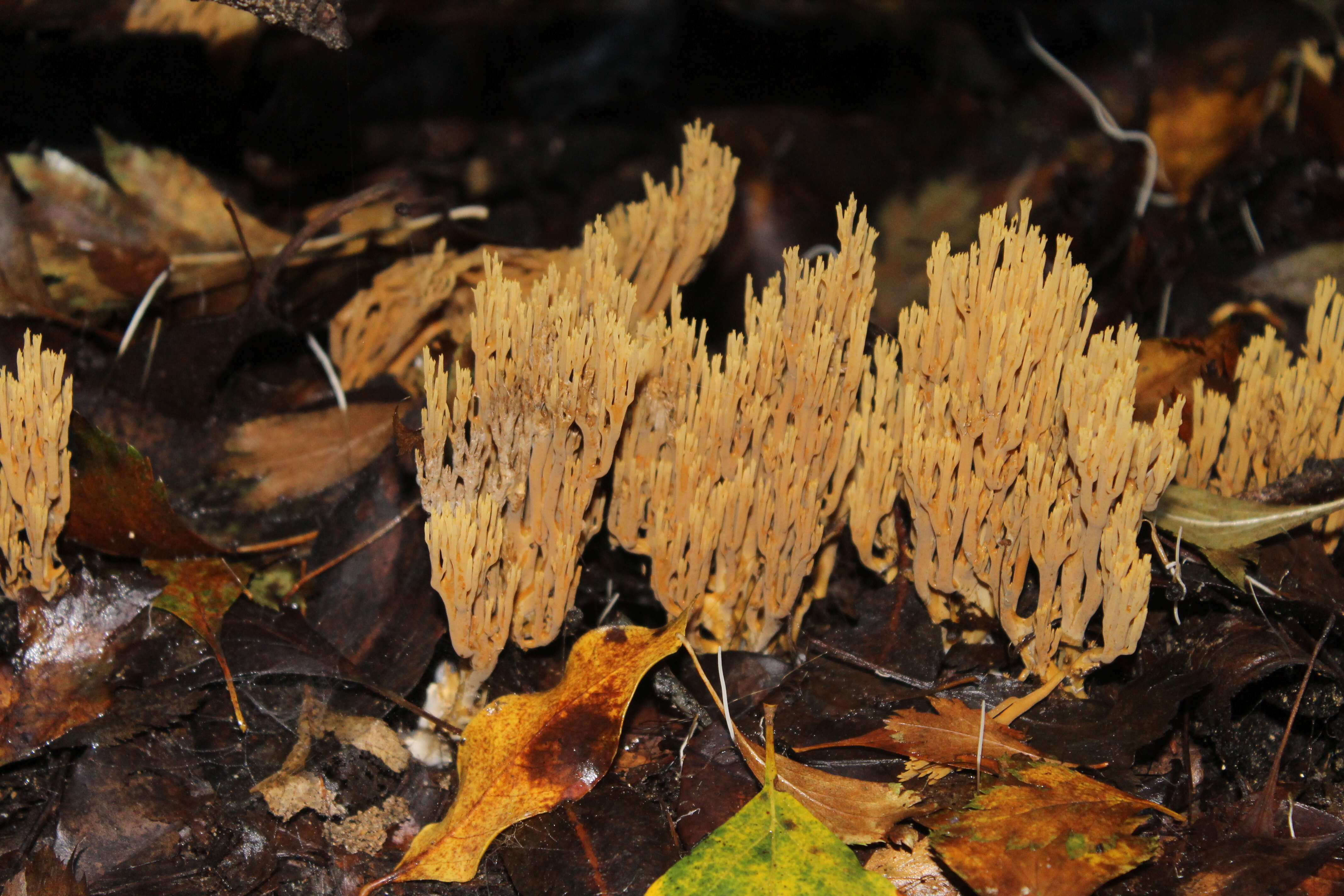 Image of Phaeoclavulina flaccida (Fr.) Giachini 2011