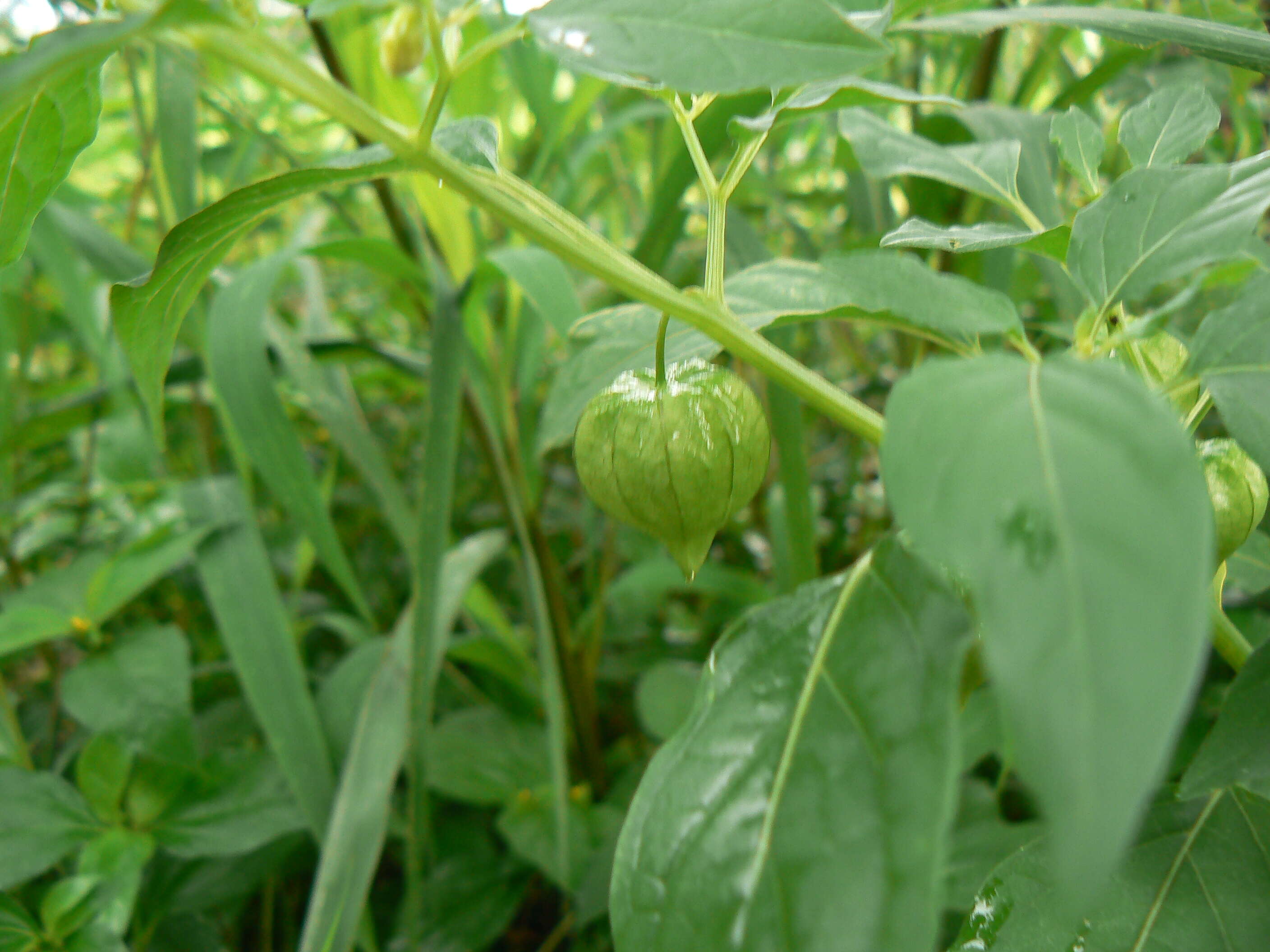 Plancia ëd Physalis lagascae Roem. & Schult.