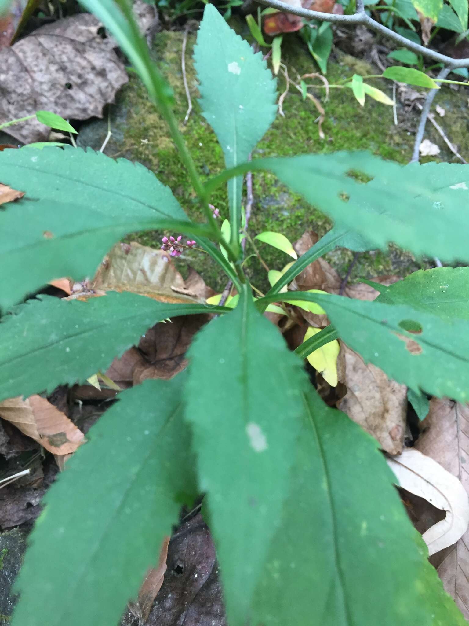 Image of crookedstem aster