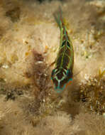 Image of Ornate Wrasse