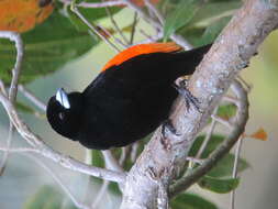 Image of Flame-rumped Tanager