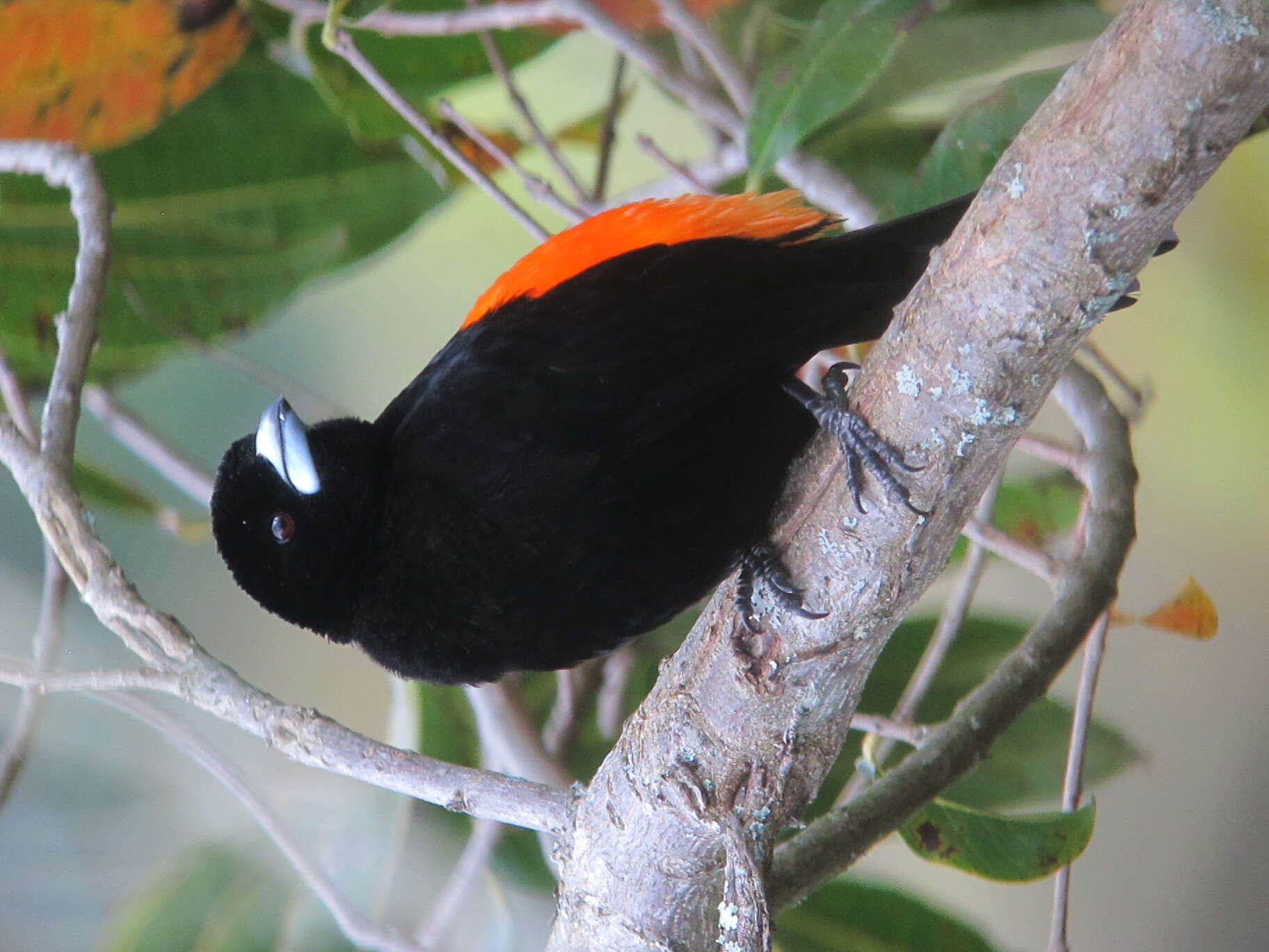 Image of Flame-rumped Tanager