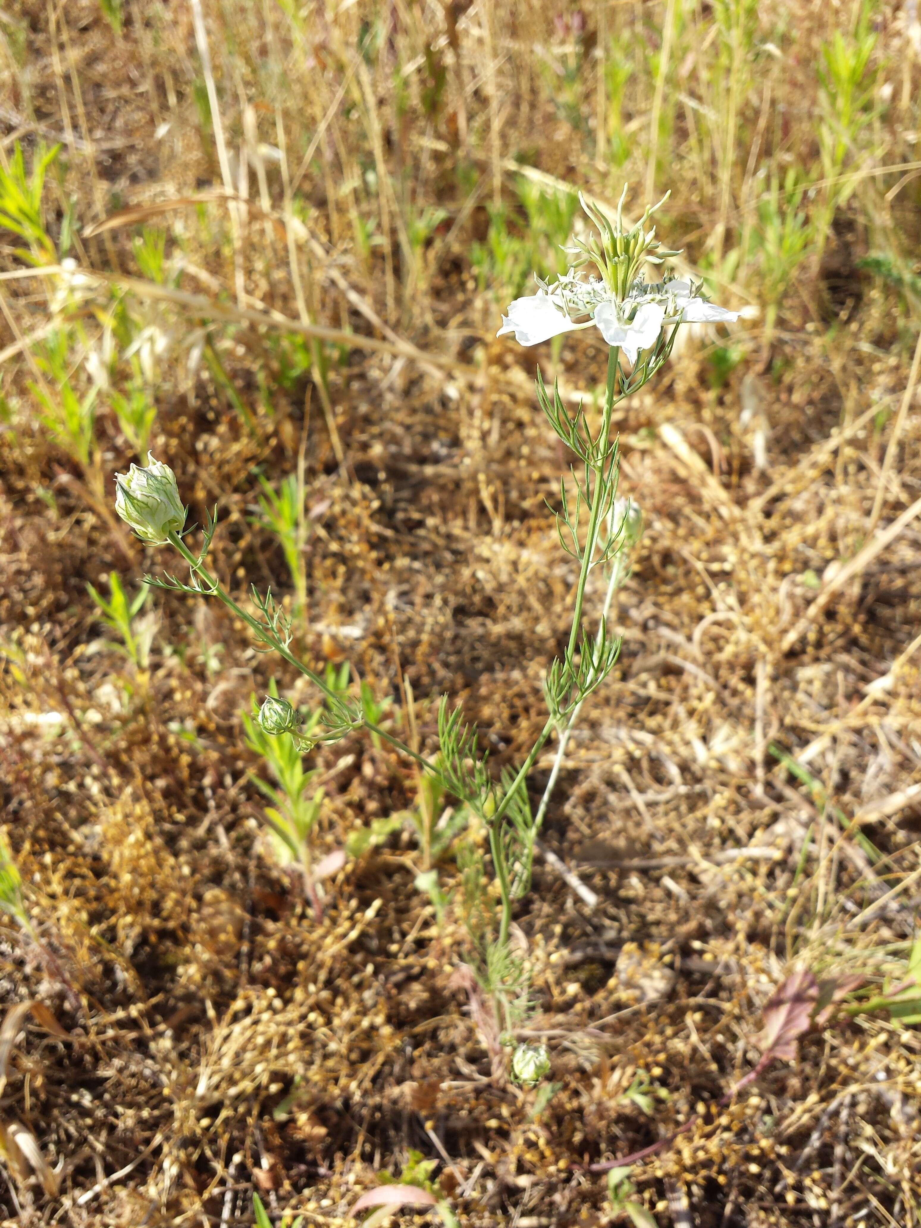 Nigella arvensis L. resmi