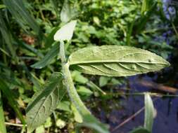 Image of american willowherb