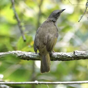 Image of Streak-eared Bulbul