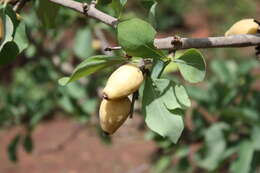 Image of Gardenia erubescens Stapf & Hutch.