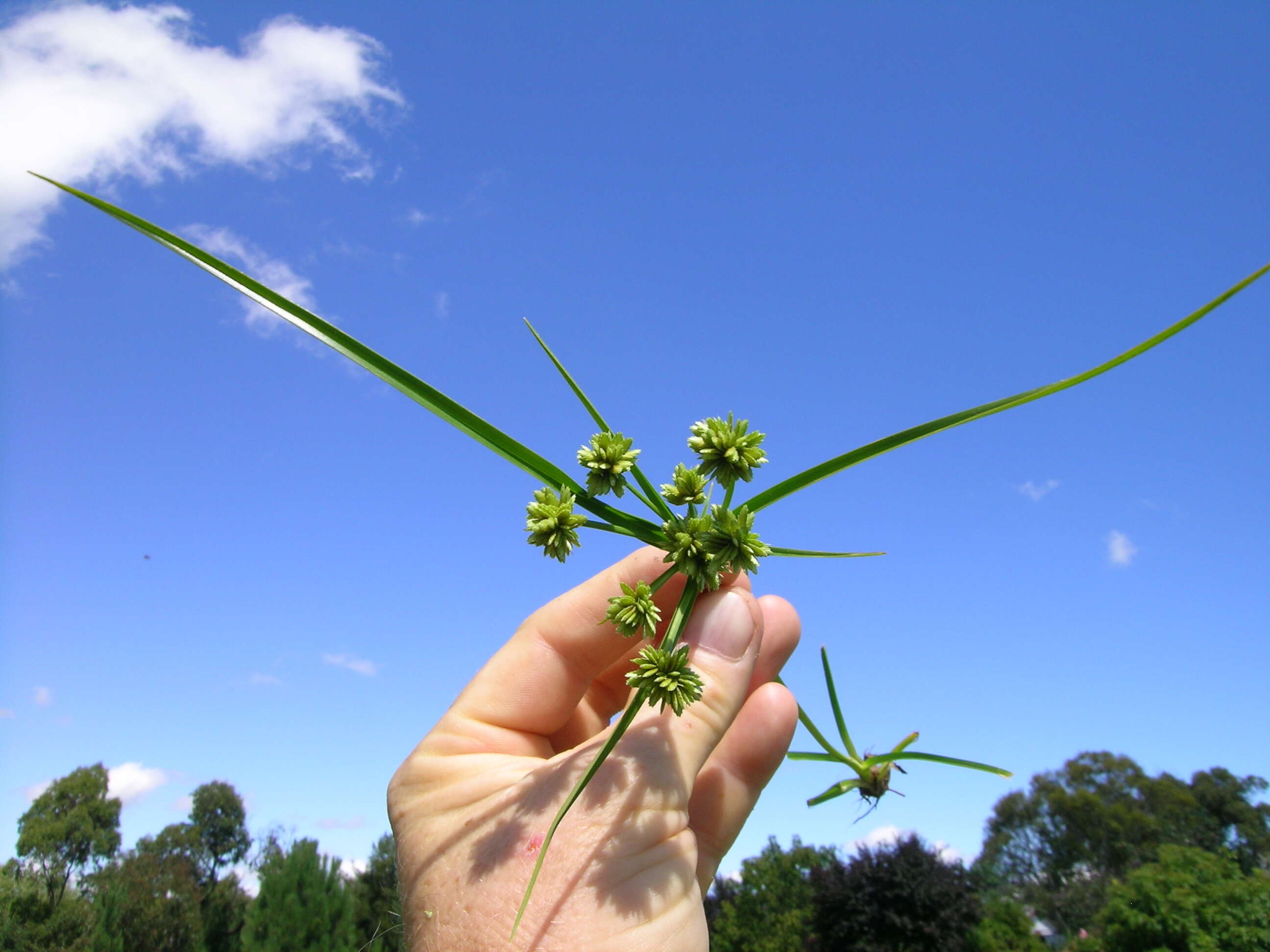 Слика од Cyperus eragrostis Lam.