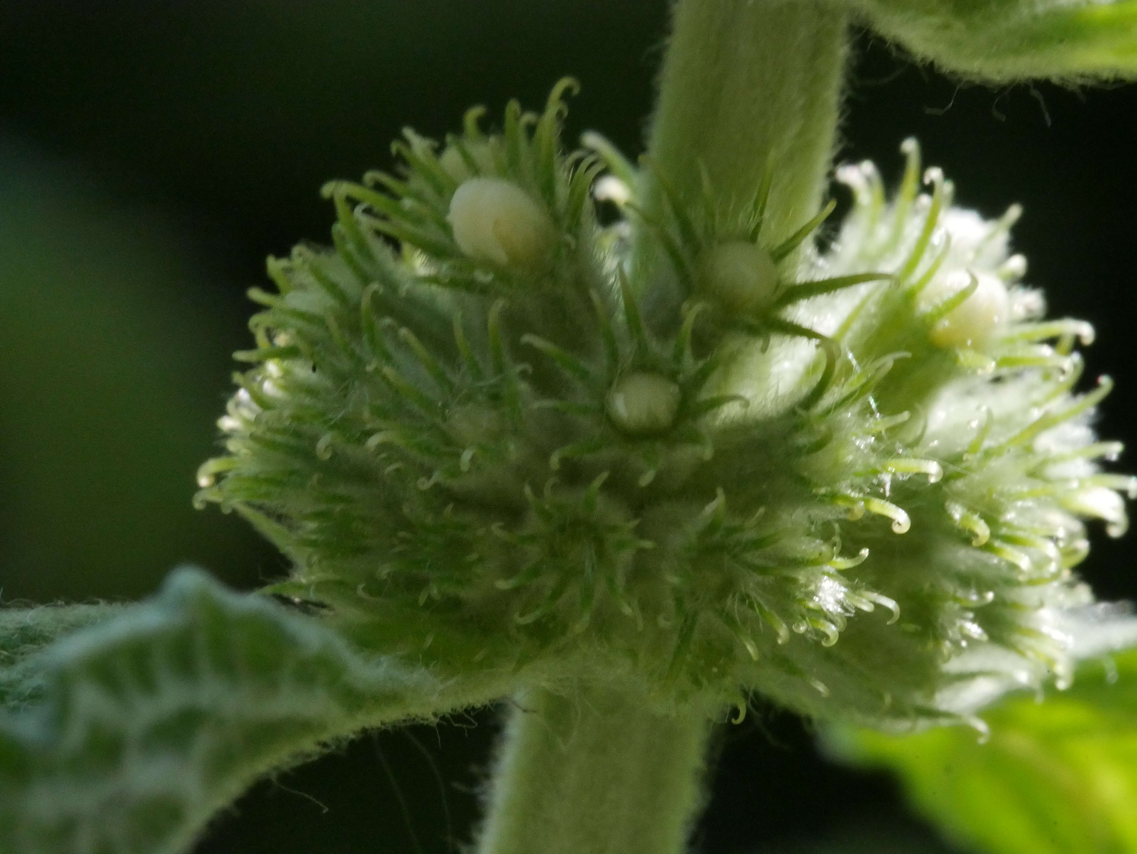 Image of horehound