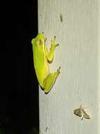 Image of American Green Treefrog