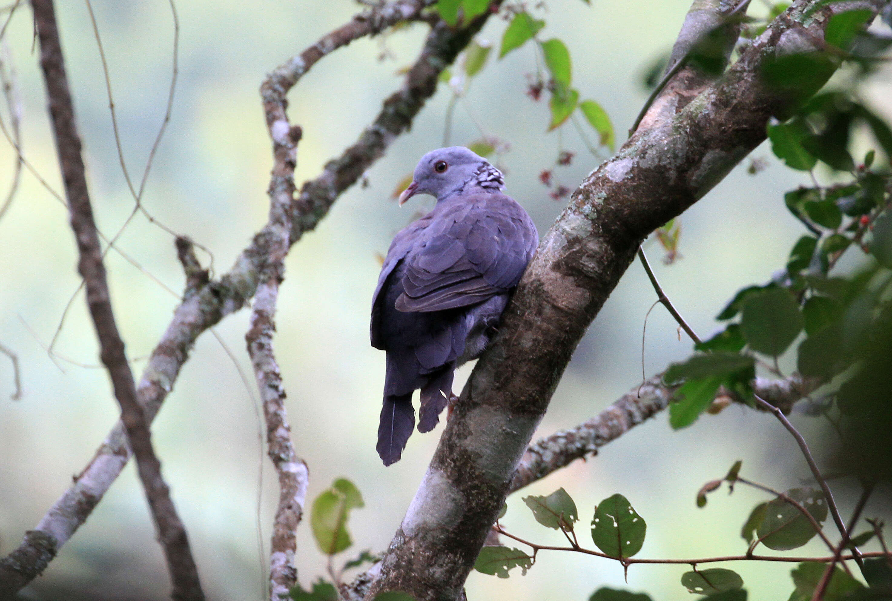 Image of Nilgiri Wood Pigeon