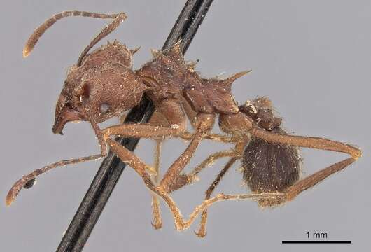 Image of Acromyrmex disciger (Mayr 1887)