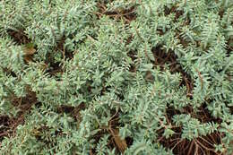 Image of Pimelea prostrata (J. R. & G. Forst.) Willd.