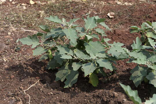 Image of eggplant