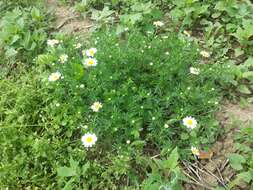 Anthemis arvensis L. resmi