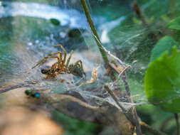 Image of Agelena labyrinthica (Clerck 1757)