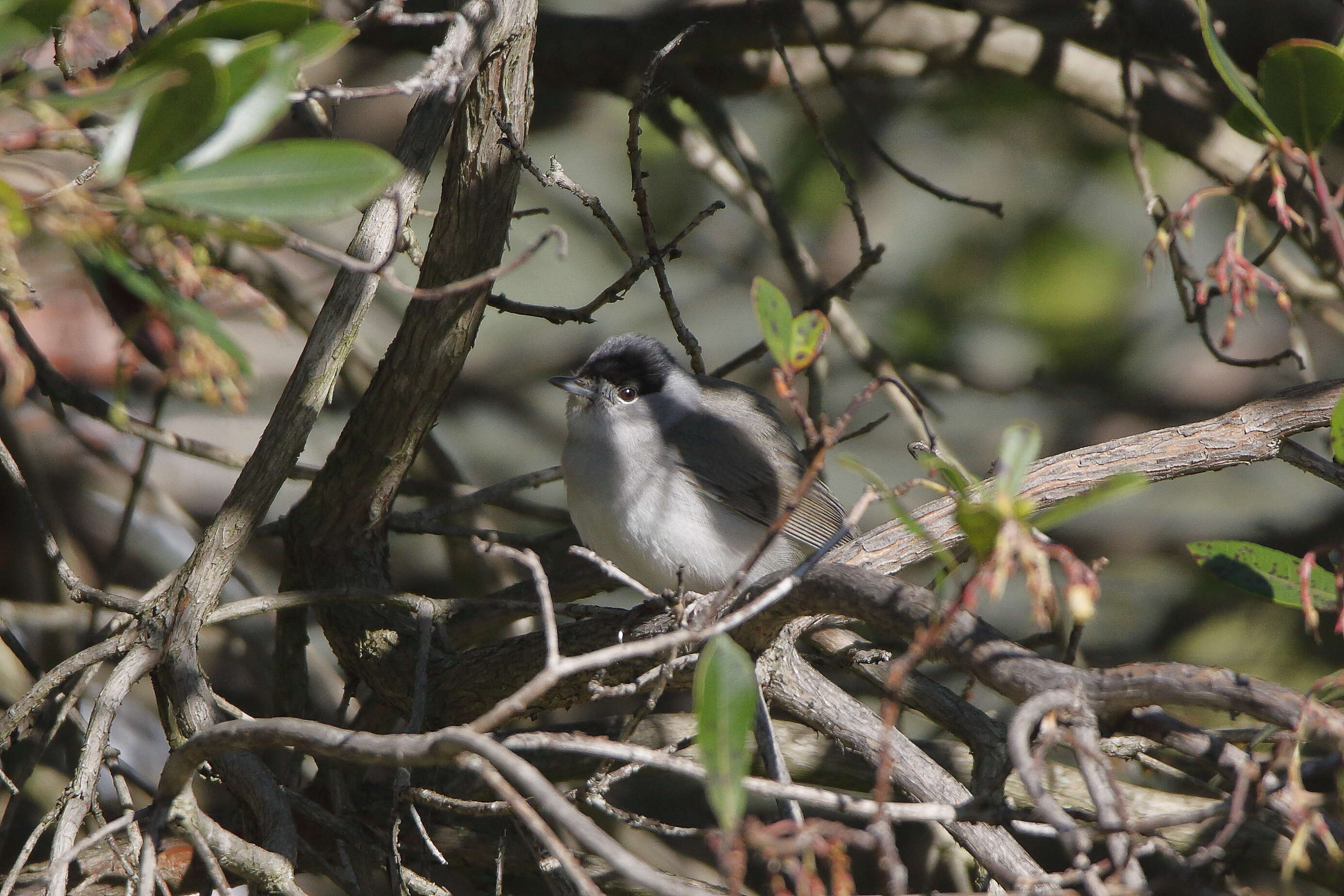 Image of Blackcap