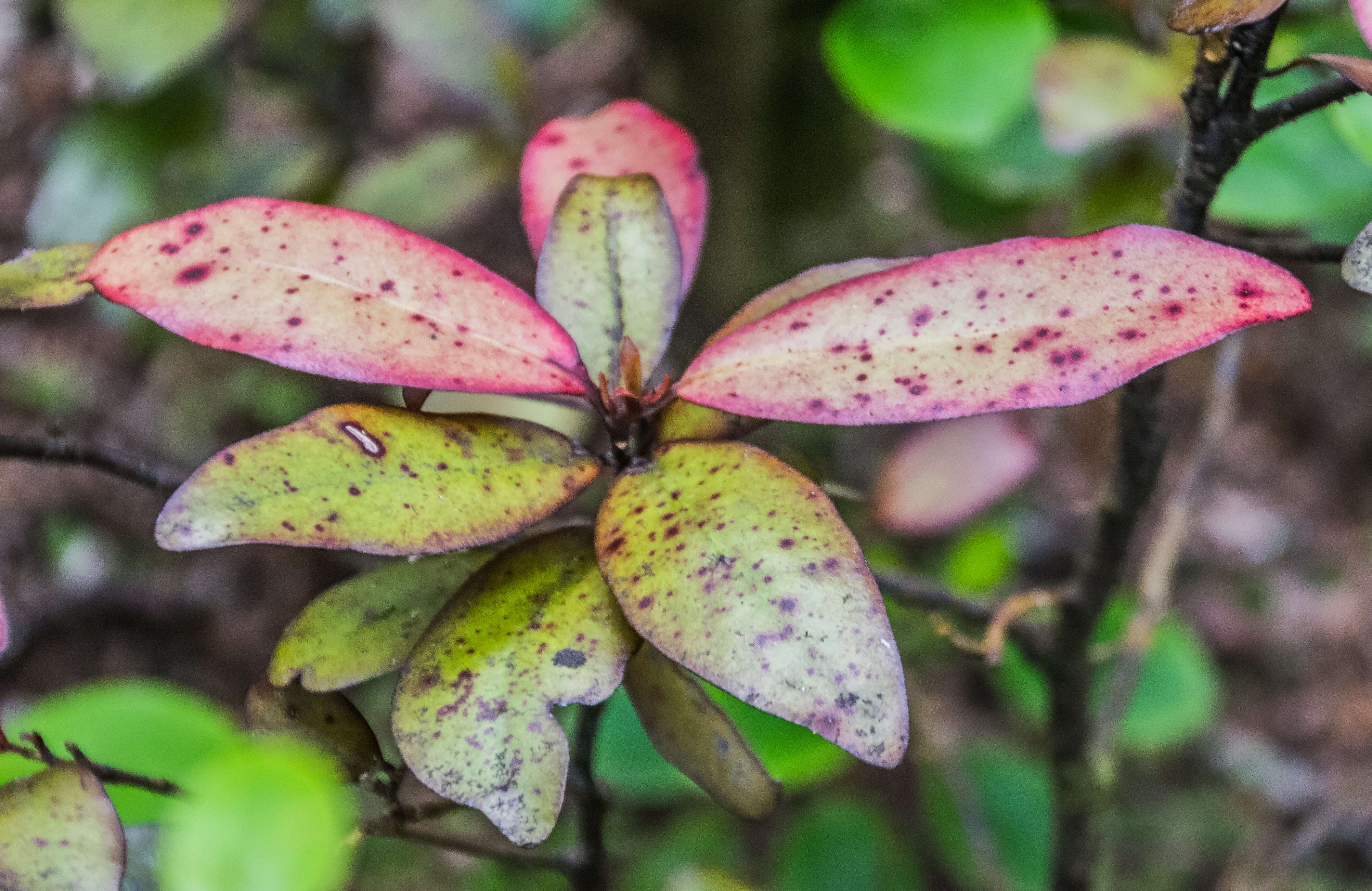 Image of Pseudowintera colorata (Raoul) Dandy