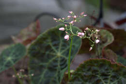 Слика од Begonia goegoensis N. E. Br.