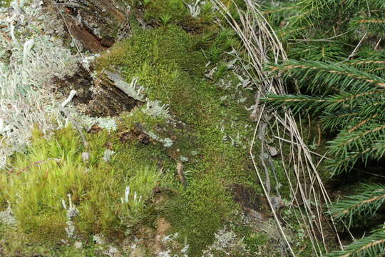 Image of Tritomaria exsectiformis (Breidl.) Schiffn. ex Loeske