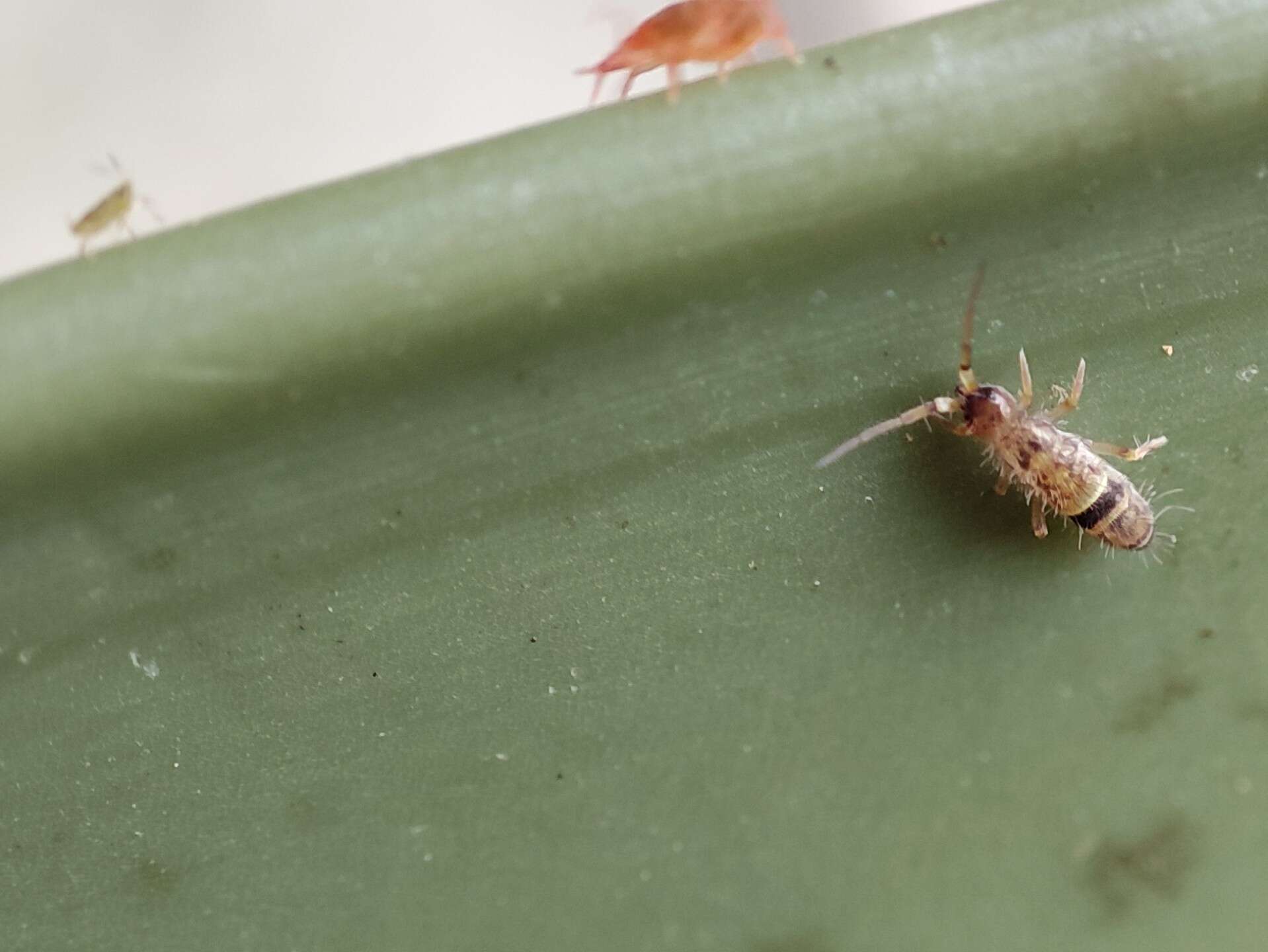 Image of hairy-back girdled springtail